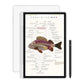 XP-PEN Magic Note Pad 3 in 1 Color Tablet 10.95"